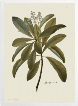 'Buchanania Arborescens' Art Prints