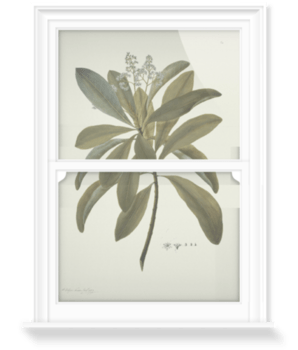 'Buchanania Arborescens' Decorative Window Film