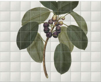 'Ficus Superba var. Henneana' Ceramic Tile Mural