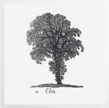 'Elm' Art Prints
