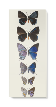 'Lycaenidae Hairstreak Butterflies' Canvas wall art