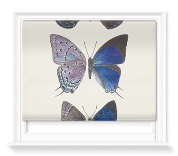'Lycaenidae Hairstreak Butterflies' Roller Blinds