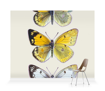 'Pieridae Clouded Yellow Butterflies' Wallpaper Murals