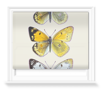 'Pieridae Clouded Yellow Butterflies' Roller Blinds