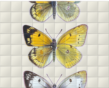 'Pieridae Clouded Yellow Butterflies' Ceramic Tile Murals