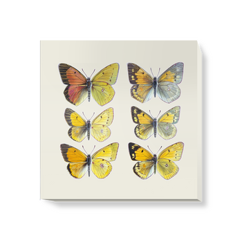 'Pieridae Clouded Yellow Butterflies' Canvas wall art