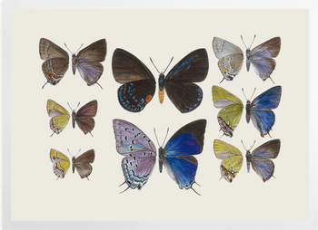 'Lycaenidae Hairstreak Butterflies' Art prints