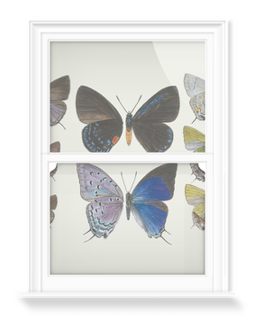 'Lycaenidae Hairstreak Butterflies' Decorative Window Films