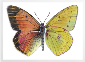 'Pieridae Clouded Yellow Butterflies' Art prints
