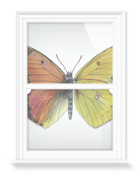 'Pieridae Clouded Yellow Butterflies' Decorative Window Films