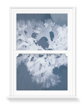 'Thodomenia Lacineata Cyanotype' Decorative window films