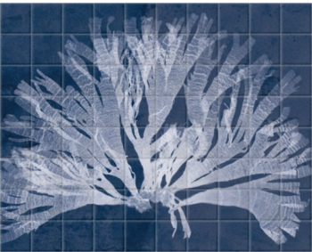 'Dictyota Atomaria Cyanotype' Ceramic Tile Mural