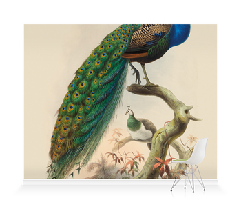 'Pavo Cristatus, Common Peafowl' Wallpaper Mural