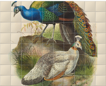 'Pavo Nigripennis, Black-Shouldered Peafowl' Ceramic Tile Mural