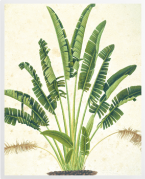 'Plant Illustration' Art Prints