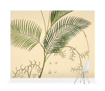 'Calamus Rotang, Rattan Palm' Wallpaper Mural