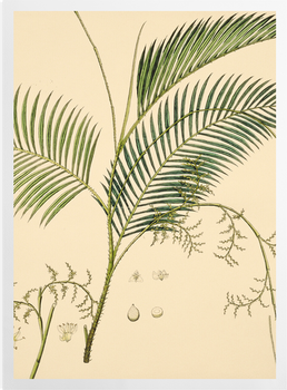 'Calamus Rotang, Rattan Palm' Art Prints
