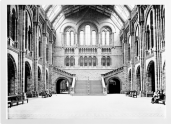 'The Central Hall of the Natural History Museum' Art prints