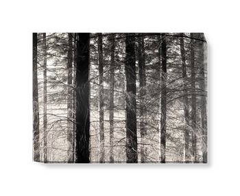 'Forest' Canvas Wall Art