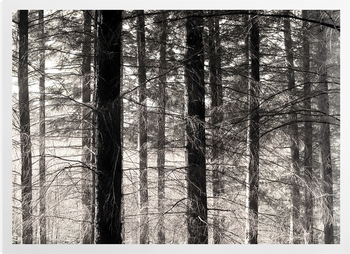 'Forest' Art Prints