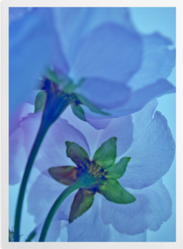 'Abstract Blue Blossom' Art Prints