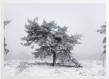 'Winter Trees' Art Prints