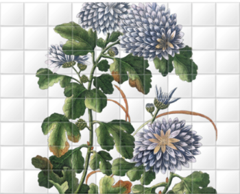 'La Matricaire de la Chine ‡ fleurs blanches et violetes' Ceramic Tile Mural