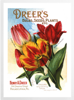 'Dreer's Bulbs' Art Prints