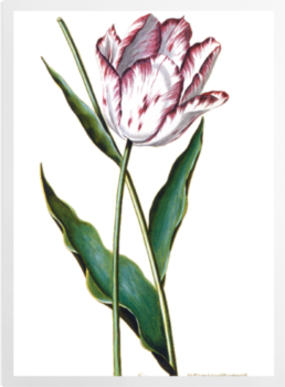 'Tulipa XII' Art Prints