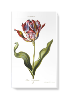 'Tulipa XVII' Canvas Wall Art