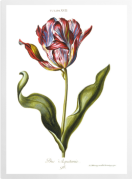 'Tulipa XVII' Art Prints
