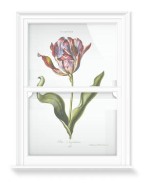 'Tulipa XVII' Decorative Window Film