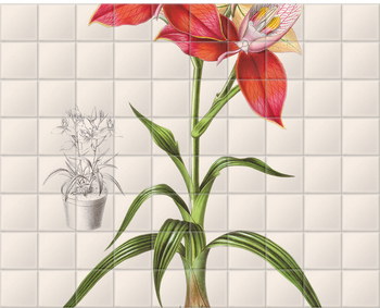 'Disa Grandiflora' Ceramic Tile Mural