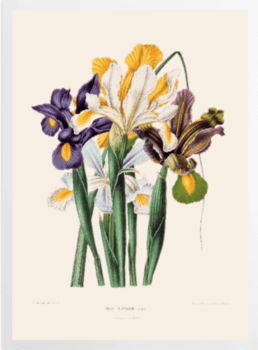 'Iris Xiphium' Art Prints