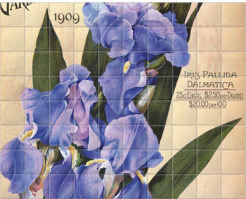 'Iris Pallida Dalmatica' Ceramic Tile Mural