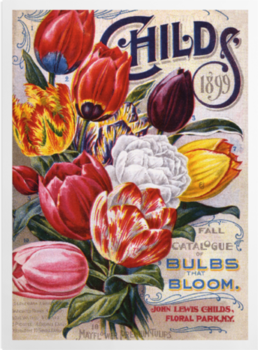 'Mayflower Tulips' Art Prints