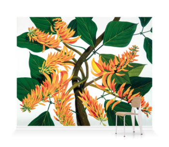 'Flame Tree [Erythrina poeppigiana]' Wallpaper Mural