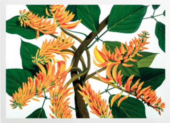 'Flame Tree [Erythrina poeppigiana]' Art Prints