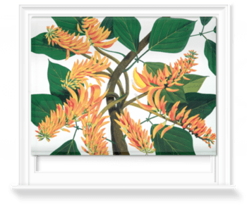 'Flame Tree [Erythrina poeppigiana]' Roller Blind