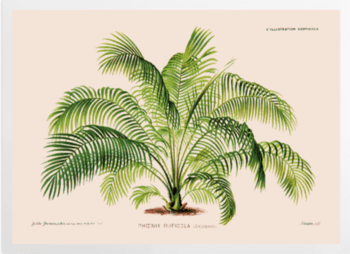 'Cliff Date Palm [Phoenix rupicola]' Art Prints