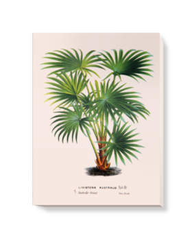 'Cabbage-tree Palm [Livistona australis]' Canvas Wall Art