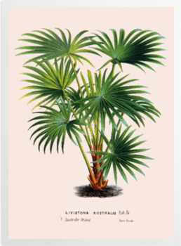 'Cabbage-tree Palm [Livistona australis]' Art Prints