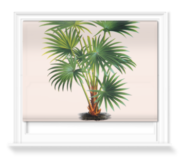 'Cabbage-tree Palm [Livistona australis]' Roller Blind