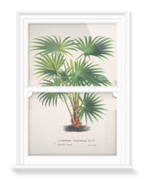 'Cabbage-tree Palm [Livistona australis]' Decorative Window Film