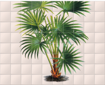 'Cabbage-tree Palm [Livistona australis]' Ceramic Tile Mural