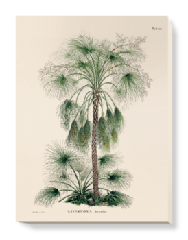 'Sand Palm [Livistona humilis]' Canvas Wall Art