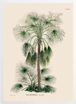 'Sand Palm [Livistona humilis]' Art Prints