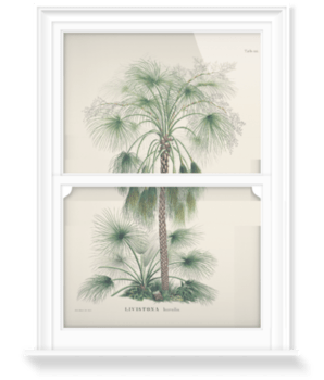 'Sand Palm [Livistona humilis]' Decorative Window Film