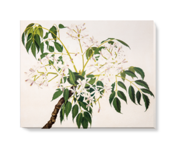 'China Berry [Melia azedarach]' Canvas Wall Art