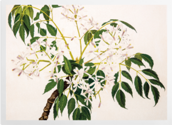 'China Berry [Melia azedarach]' Art Prints